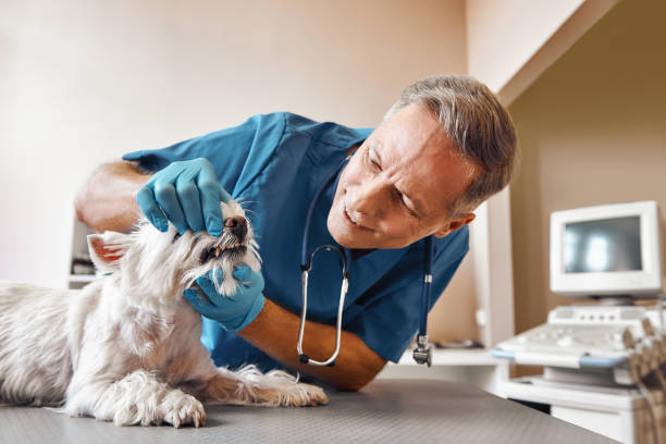 Best Emergency Treatment for Dental Infections or Abscesses in Silverthorne, CO